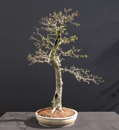 hawthorn bonsai